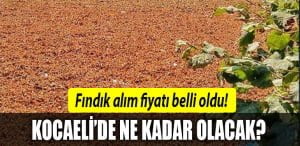 kocaeli-fındık-fiyatı
