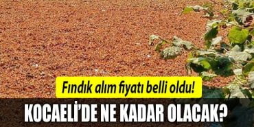 kocaeli-fındık-fiyatı
