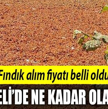 kocaeli-fındık-fiyatı
