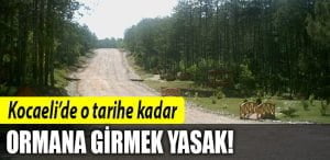 kocaeli-ormana-giriş-yasağı