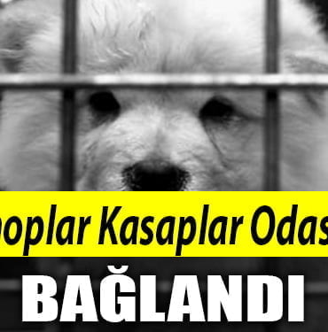 petshop
