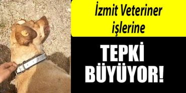 IZMIT BELEDIYE VETERINER