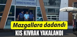 IZMIT MAZGAL HIRSIZI