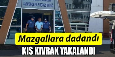 IZMIT MAZGAL HIRSIZI