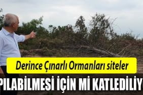 derince-çınarlı-orman-kesim