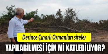 derince-çınarlı-orman-kesim