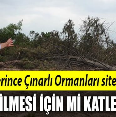 derince-çınarlı-orman-kesim