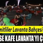 gulumse kafe lavanta