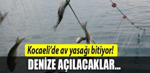 kocaeli av yasagi