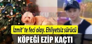 kopek 1