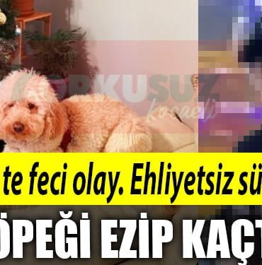 kopek 1