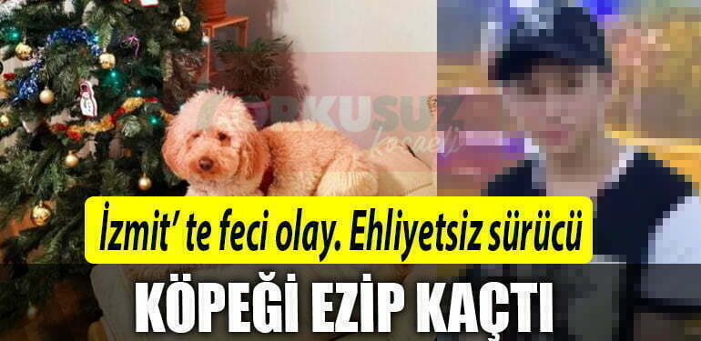 kopek 1