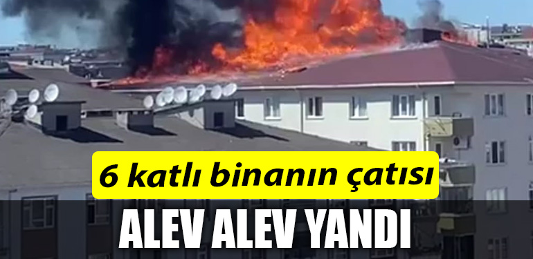 ALEV ALEV YANDI