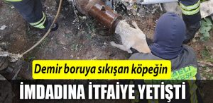 kopek itfaiyeee