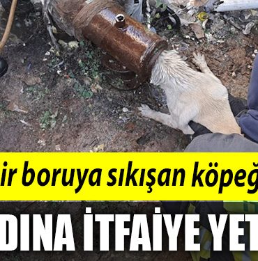 kopek itfaiyeee