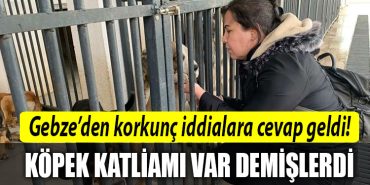 gebze belediyesi kopek