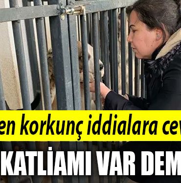 gebze belediyesi kopek