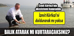 kocaeli buyuksehir izmit korfezi