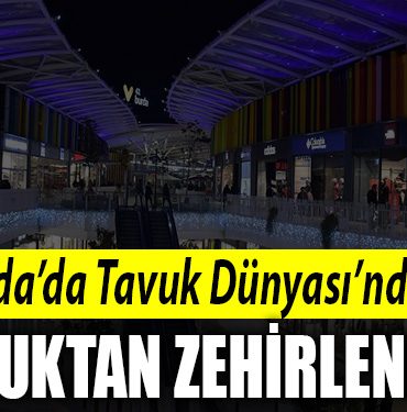 tavuk dunyasi