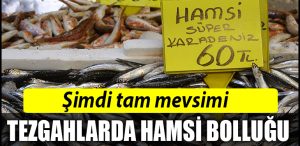 HAMSI 1