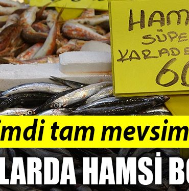 HAMSI 1