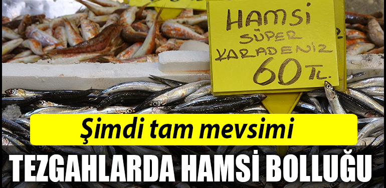 HAMSI 1