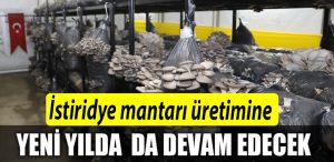 Izmit Belediyesi istiridye mantari uretimine yeni yilda da devam edecek
