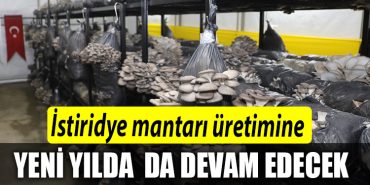 Izmit Belediyesi istiridye mantari uretimine yeni yilda da devam edecek