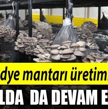 Izmit Belediyesi istiridye mantari uretimine yeni yilda da devam edecek