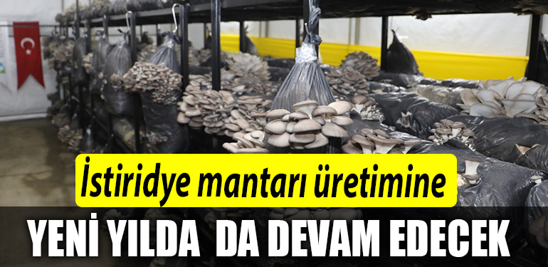 Izmit Belediyesi istiridye mantari uretimine yeni yilda da devam edecek