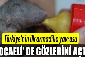 Turkiyenin ilk armadillo yavrusu 3 bucuk ay once Kocaeli de dunyaya gozlerini acti