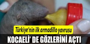 Turkiyenin ilk armadillo yavrusu 3 bucuk ay once Kocaeli de dunyaya gozlerini acti
