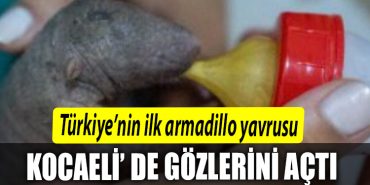 Turkiyenin ilk armadillo yavrusu 3 bucuk ay once Kocaeli de dunyaya gozlerini acti