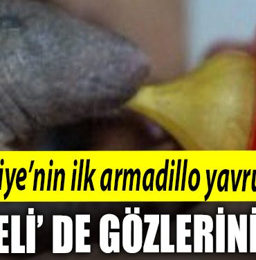 Turkiyenin ilk armadillo yavrusu 3 bucuk ay once Kocaeli de dunyaya gozlerini acti