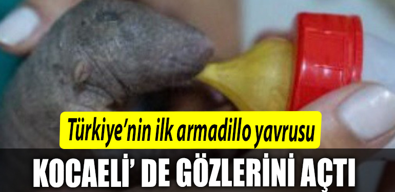 Turkiyenin ilk armadillo yavrusu 3 bucuk ay once Kocaeli de dunyaya gozlerini acti