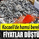 kocaeli hamsi