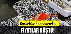 kocaeli hamsi