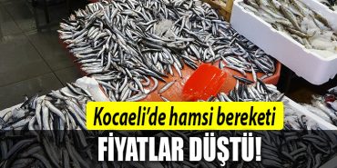 kocaeli hamsi