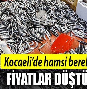 kocaeli hamsi