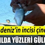 Kocaeli de Karadenizin incisi cinekop yeni yilin ilk ayinda yuzleri guldurdu