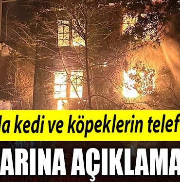 Kocaeli de yanginda kedi ve kopeklerin telef oldugu iddialarina aciklama geldi