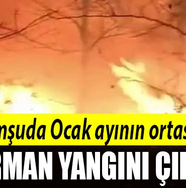 SAKARYA ORMAN YANGINI