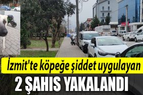 izmit kopek