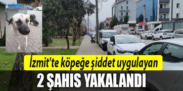 izmit kopek