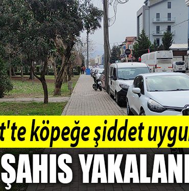 izmit kopek