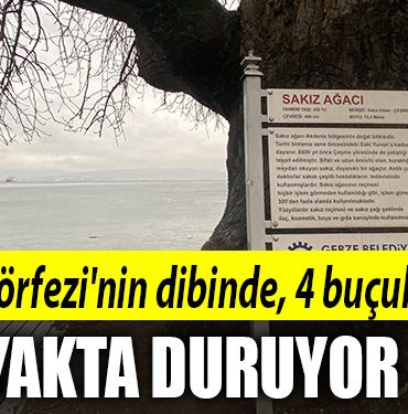 izmit korfez agac