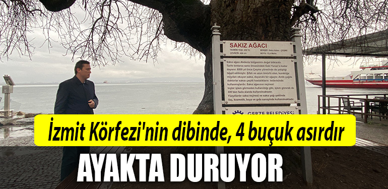 izmit korfez agac