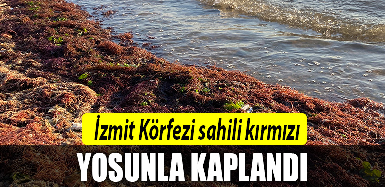 izmit sahil