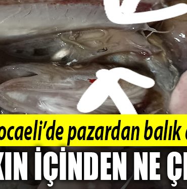 kocaeli balik