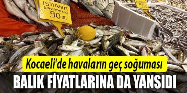 kocaeli balik fiyatlari